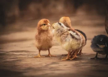 Avertizare veterinară: Atenție de la cine cumpărați pui/păsări de curte!