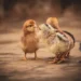 Avertizare veterinară: Atenție de la cine cumpărați pui/păsări de curte!