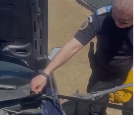 Surpriza de sub capotă/Un șarpe dat jos cu jandarmii din mașina unui sătean din Malcoci