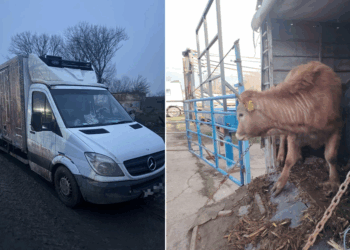 Afaceri dubioase cu tăurași depistate de polițiști și inspectori veterinari