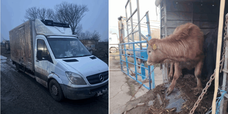 Afaceri dubioase cu tăurași depistate de polițiști și inspectori veterinari
