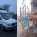 Afaceri dubioase cu tăurași depistate de polițiști și inspectori veterinari